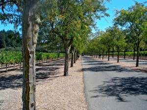 Drive to Sterling Vineyards