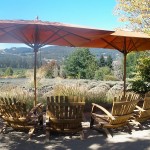 Seating area at the entrance to the lavender field at Matanzas Creek