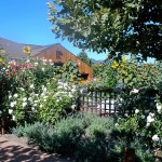 The garden behind Cakebread