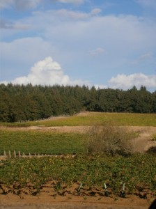 View of the vineyards behind Emerson's tasting room