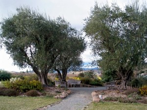 Frog's Leap outdoor seating area near the vineyards