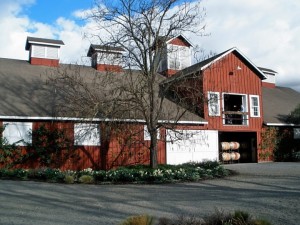 The big red barn at Frog's Leap Winery