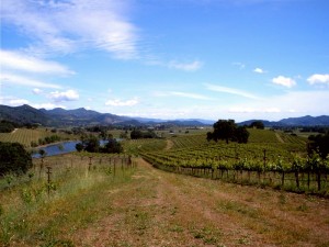 A view of Rutherford from Quintessa vineyards