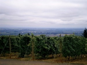 The view of Willamette Valley in the distance from White Rose Estate