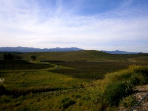 View of the valley from William Hill Estate Winery