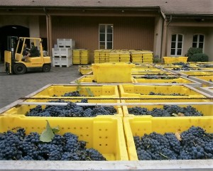 Crates filled with freshly picked grapes at Domaine Drouhin