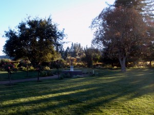 The lawn at Turnbull Wine Cellars