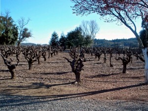 Old gnarly vines at Trentadue Winery