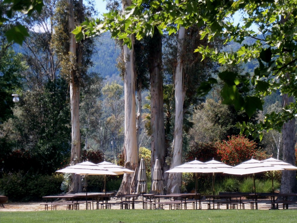 Rutherford Grove Picnic Area