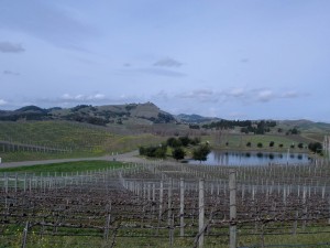 Looking out on the vineyards from Cuvaison Tasting Room in February