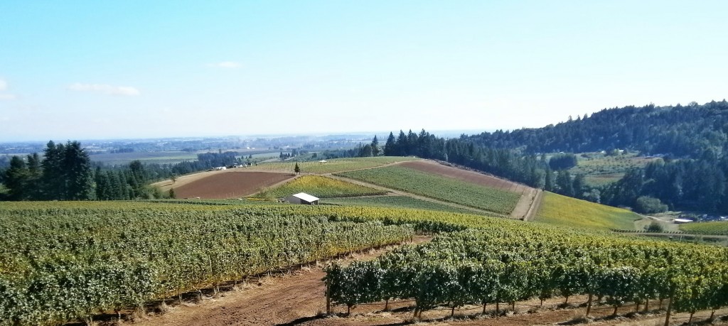 View from the deck at Winderlea