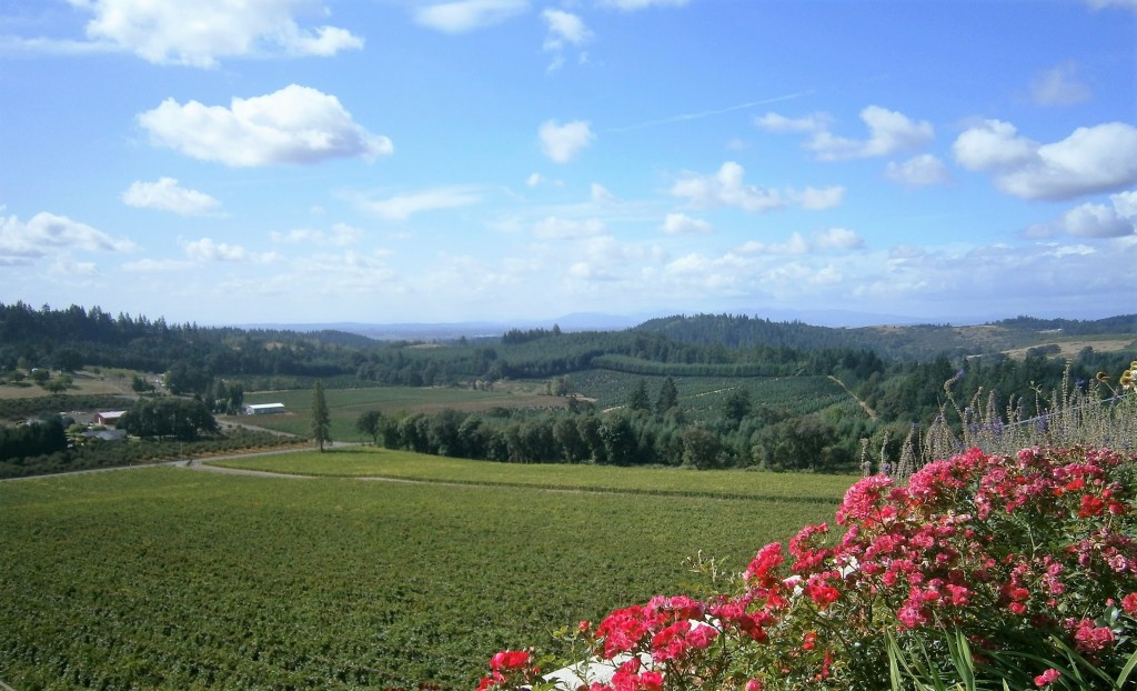 View from the patio at Willamette Valley Vineyards