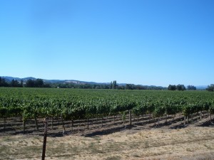 Vineyards at Rodney Strong in the Russian River Valley