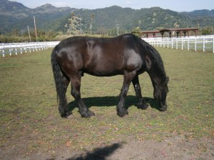 A mustang on the horse ranch at Tamber Bey Vineyards