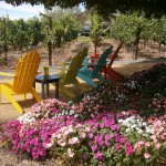 Chairs beside the vineyard at Martin Ray