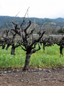 Old vines at Madrone Estate