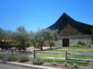 Historic barrel cellar at Madrone Estate