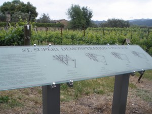 Demonstration vineyard at St. Supery