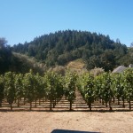 Spring Mountain Vineyard