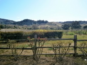 View from behind Dutcher Crossing Winery in Dry Creek Valley